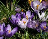 Crocus 8P076D-07